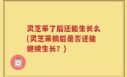 灵芝采了后还能生长么(灵芝采摘后是否还能继续生长？)
