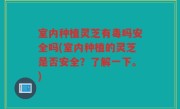 室内种植灵芝有毒吗安全吗(室内种植的灵芝是否安全？了解一下。)