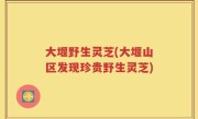 大堰野生灵芝(大堰山区发现珍贵野生灵芝)