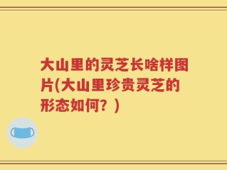 大山里的灵芝长啥样图片(大山里珍贵灵芝的形态如何？)