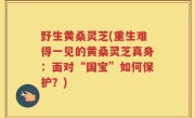 野生黄桑灵芝(重生难得一见的黄桑灵芝真身：面对“国宝”如何保护？)