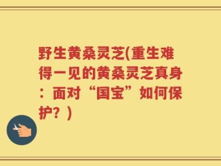 野生黄桑灵芝(重生难得一见的黄桑灵芝真身：面对“国宝”如何保护？)