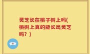 灵芝长在桃子树上吗(桃树上真的能长出灵芝吗？)