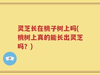 灵芝长在桃子树上吗(桃树上真的能长出灵芝吗？)