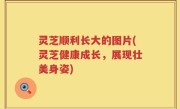 灵芝顺利长大的图片(灵芝健康成长，展现壮美身姿)