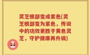 灵芝根部变成紫色(灵芝根部变为紫色，传说中的功效更胜于黄色灵芝，守护健康再升级)