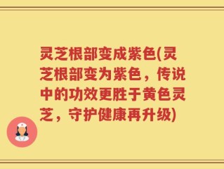 灵芝根部变成紫色(灵芝根部变为紫色，传说中的功效更胜于黄色灵芝，守护健康再升级)