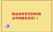 鞍山有养灵芝的吗(鞍山可种植灵芝吗？)