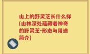 山上的野灵芝长什么样(山林深处蕴藏着神奇的野灵芝-形态与用途简介)