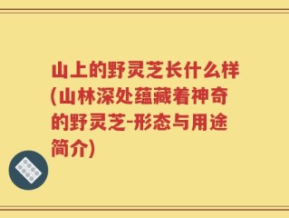 山上的野灵芝长什么样(山林深处蕴藏着神奇的野灵芝-形态与用途简介)