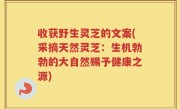 收获野生灵芝的文案(采摘天然灵芝：生机勃勃的大自然赐予健康之源)