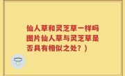 仙人草和灵芝草一样吗图片仙人草与灵芝草是否具有相似之处？)