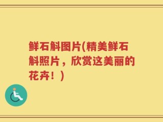 鲜石斛图片(精美鲜石斛照片，欣赏这美丽的花卉！)