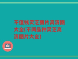 不值钱灵芝图片高清图大全(不同品种灵芝高清图片大全)