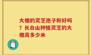 大棚的灵芝孢子粉好吗？长白山种植灵芝的大棚高多少米