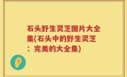 石头野生灵芝图片大全集(石头中的野生灵芝：完美的大全集)