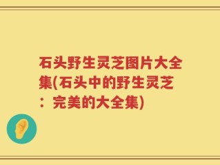 石头野生灵芝图片大全集(石头中的野生灵芝：完美的大全集)