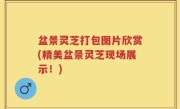 盆景灵芝打包图片欣赏(精美盆景灵芝现场展示！)