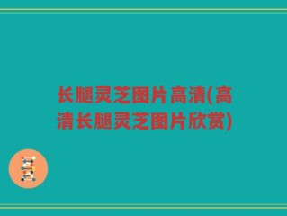 长腿灵芝图片高清(高清长腿灵芝图片欣赏)
