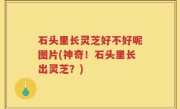 石头里长灵芝好不好呢图片(神奇！石头里长出灵芝？)