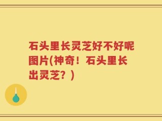 石头里长灵芝好不好呢图片(神奇！石头里长出灵芝？)
