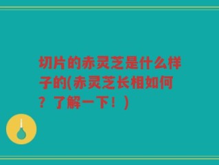 切片的赤灵芝是什么样子的(赤灵芝长相如何？了解一下！)