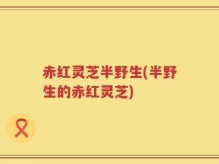 赤红灵芝半野生(半野生的赤红灵芝)