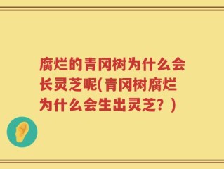 腐烂的青冈树为什么会长灵芝呢(青冈树腐烂为什么会生出灵芝？)