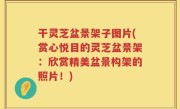 干灵芝盆景架子图片(赏心悦目的灵芝盆景架：欣赏精美盆景构架的照片！)