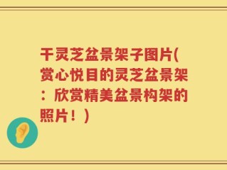 干灵芝盆景架子图片(赏心悦目的灵芝盆景架：欣赏精美盆景构架的照片！)