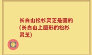 长白山松杉灵芝是圆的(长白山上圆形的松杉灵芝)