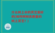 什么树上长的灵芝是好的(如何辨别高质量的树上灵芝？)
