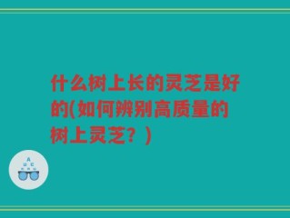 什么树上长的灵芝是好的(如何辨别高质量的树上灵芝？)