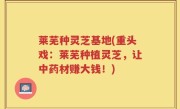莱芜种灵芝基地(重头戏：莱芜种植灵芝，让中药材赚大钱！)