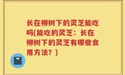 长在柳树下的灵芝能吃吗(能吃的灵芝：长在柳树下的灵芝有哪些食用方法？)