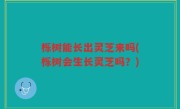 栎树能长出灵芝来吗(栎树会生长灵芝吗？)