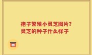 孢子繁殖小灵芝图片？灵芝的种子什么样子