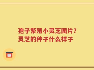孢子繁殖小灵芝图片？灵芝的种子什么样子