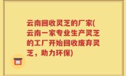 云南回收灵芝的厂家(云南一家专业生产灵芝的工厂开始回收废弃灵芝，助力环保)