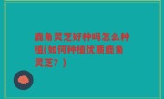 鹿角灵芝好种吗怎么种植(如何种植优质鹿角灵芝？)