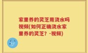 家里养的灵芝用浇水吗视频(如何正确浇水家里养的灵芝？-视频)