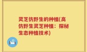 灵芝仿野生的种植(高仿野生灵芝种植：探秘生态种植技术)