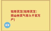 铭哥灵芝(铭哥灵芝：把山林灵气带入千家万户)