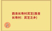 西青长寿村灵芝(西青长寿村：灵芝之乡)