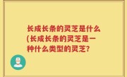 长成长条的灵芝是什么(长成长条的灵芝是一种什么类型的灵芝？
