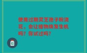 使用过期灵芝孢子粉浇花，会让植物焕发生机吗？你试过吗？
