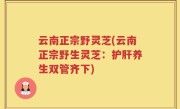 云南正宗野灵芝(云南正宗野生灵芝：护肝养生双管齐下)