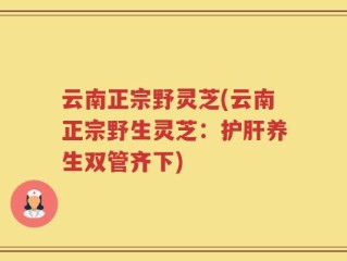 云南正宗野灵芝(云南正宗野生灵芝：护肝养生双管齐下)