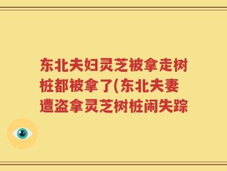 东北夫妇灵芝被拿走树桩都被拿了(东北夫妻遭盗拿灵芝树桩闹失踪