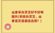 山里采白灵芝好不好呢图片(采摘白灵芝，山里是否是最佳选择？)